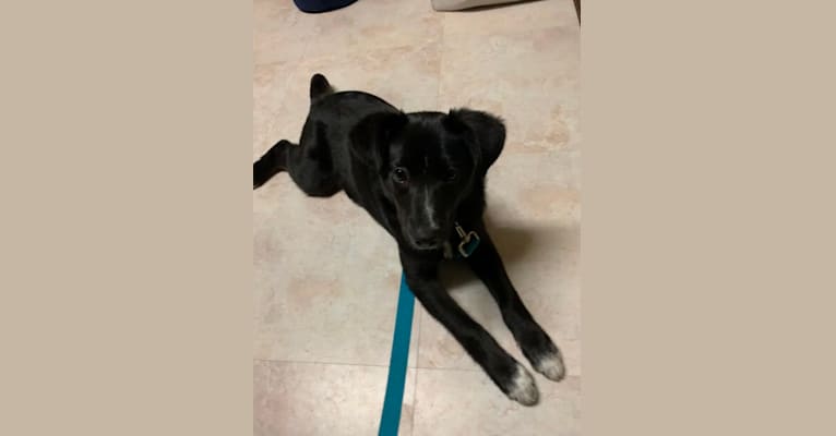 Lily, a Labrador Retriever and Beagle mix tested with EmbarkVet.com