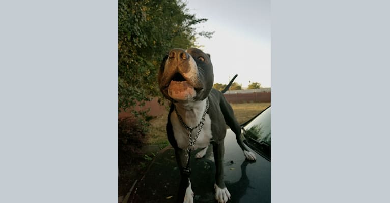 MaSiWei, an American Bully tested with EmbarkVet.com