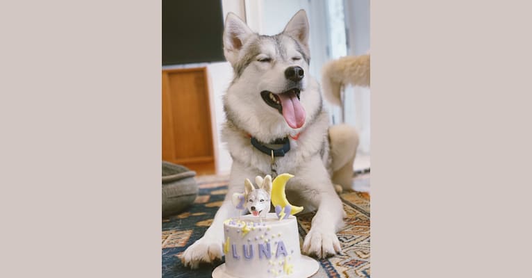 Luna Lovegood, an Alaskan Malamute and Siberian Husky mix tested with EmbarkVet.com