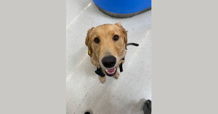 Echo, a Golden Retriever and Labrador Retriever mix tested with EmbarkVet.com