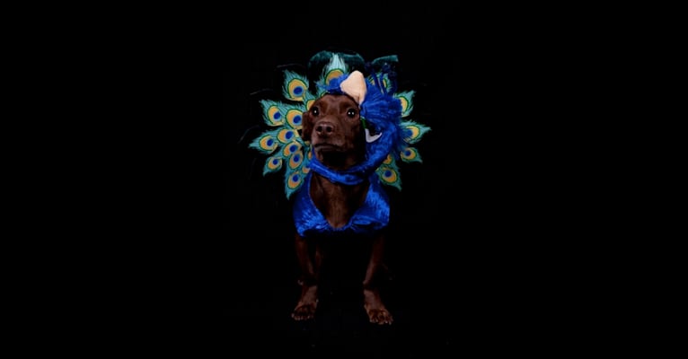 Oscar, a Chihuahua and Dachshund mix tested with EmbarkVet.com
