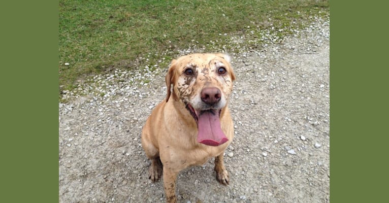 Sadie, a Labrador Retriever and American Bulldog mix tested with EmbarkVet.com