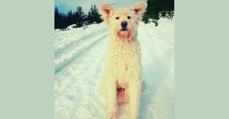 Photo of Troy, a Labrador Retriever, German Shepherd Dog, Alaskan Malamute, Akita, and Mixed mix in Kincolith, British Columbia, Canada