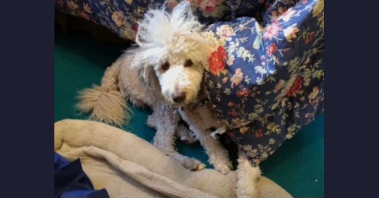 Photo of Leo, a Poodle (Standard)  in New Kent, VA, USA