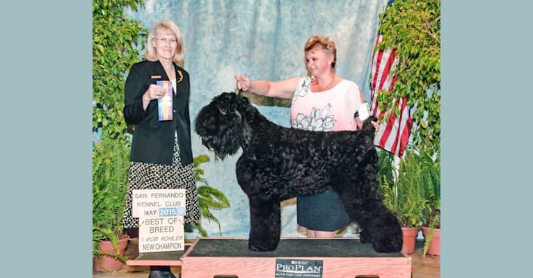 Fleur, a Black Russian Terrier tested with EmbarkVet.com