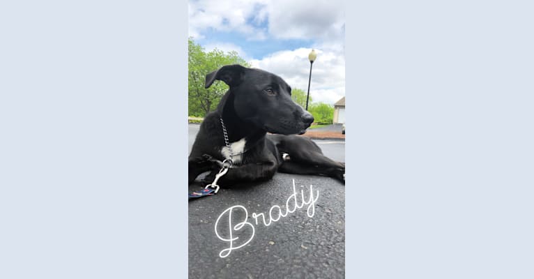 Brady, an American Pit Bull Terrier and Border Collie mix tested with EmbarkVet.com