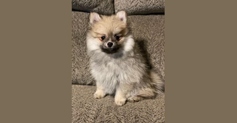 Okami, a Pomeranian tested with EmbarkVet.com