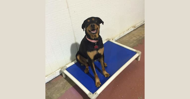Lucy, a Rottweiler and Labrador Retriever mix tested with EmbarkVet.com