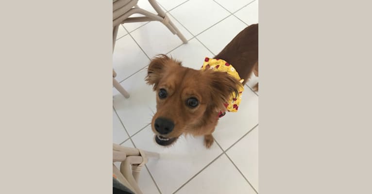 Ella, a Chihuahua and Shih Tzu mix tested with EmbarkVet.com