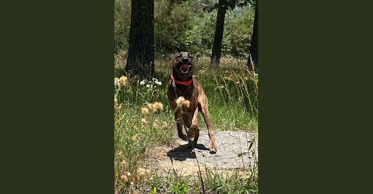 Roscoe, a German Shepherd Dog and Boxer mix tested with EmbarkVet.com