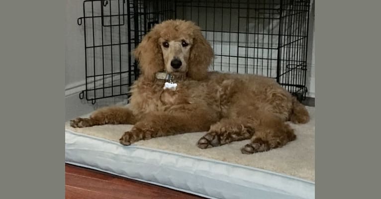 Gypsy, a Poodle (Standard) tested with EmbarkVet.com