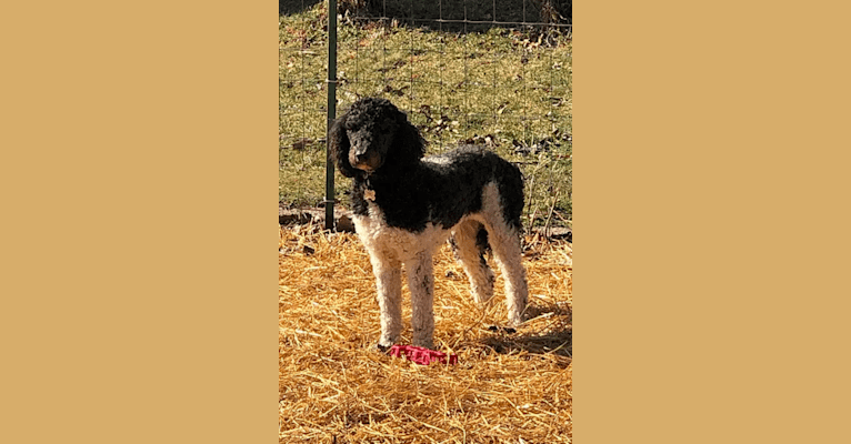Photo of Lucille, a Poodle (Standard)  in Tennessee, USA