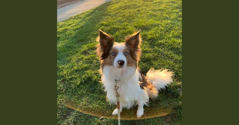 Photo of Pico, a Border Collie and Papillon mix in Seattle, WA, USA
