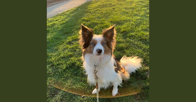 Pico, a Border Collie and Papillon mix tested with EmbarkVet.com