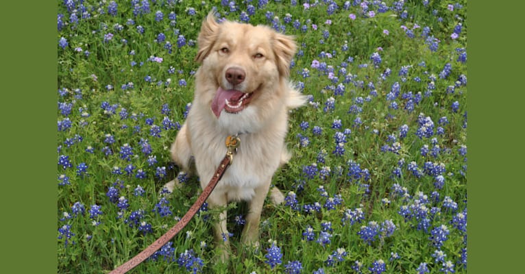 Jellybean, a Great Pyrenees and German Shepherd Dog mix tested with EmbarkVet.com
