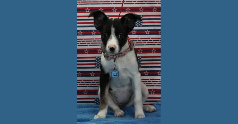 Isabelle, an Australian Cattle Dog and Chihuahua mix tested with EmbarkVet.com