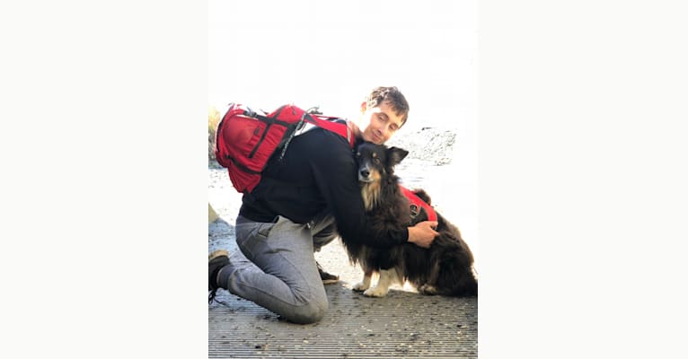 Rocco, an Australian Shepherd tested with EmbarkVet.com