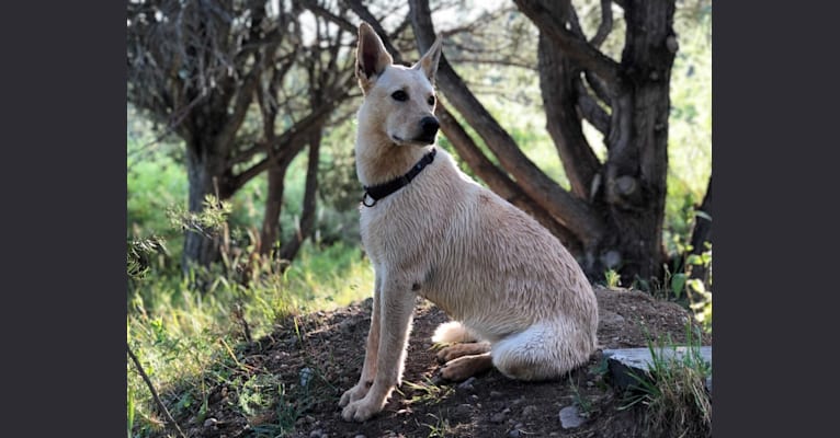 Pearl, an Australian Cattle Dog and Labrador Retriever mix tested with EmbarkVet.com