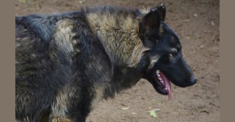 Anastasia's Napkin Von Naga, an Alaskan Malamute and German Shepherd Dog mix tested with EmbarkVet.com
