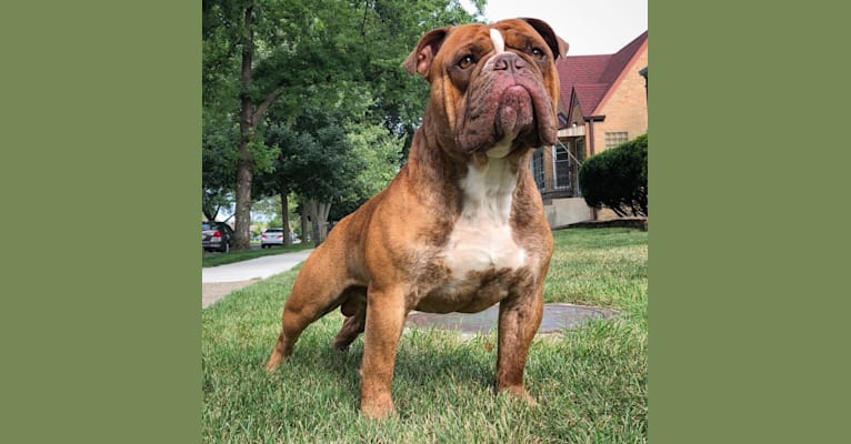 Embark Dog Dna Test Breed