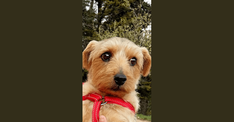 Chili, a Norfolk Terrier tested with EmbarkVet.com