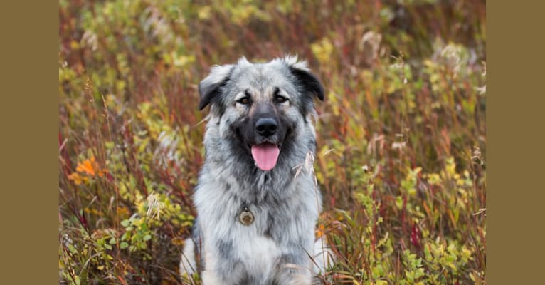 Photo of Sasha, a Great Pyrenees, Labrador Retriever, Border Collie, Bernese Mountain Dog, and Chow Chow mix in Calgary, Alberta, Canada