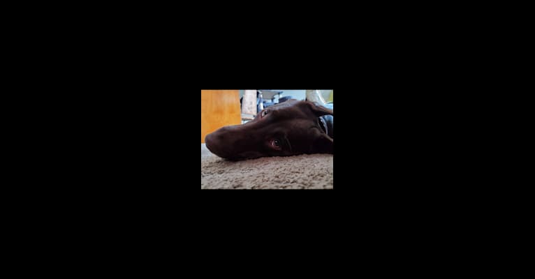 Photo of Zephyr, a Labrador Retriever  in 234 Hinman Rd, Cortland, NY 13045, USA