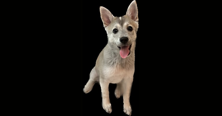 연탄, a Japanese or Korean Village Dog tested with EmbarkVet.com