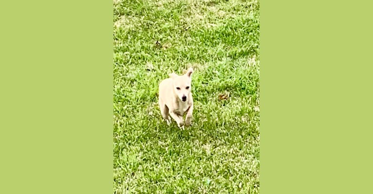 Photo of Bexar, a Chihuahua, Poodle (Small), Dachshund, and Mixed mix in Cottonwood Shores, Texas, USA