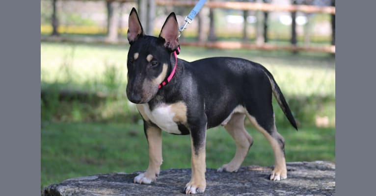 Photo of Saphir, a Miniature Bull Terrier  in Laval, France