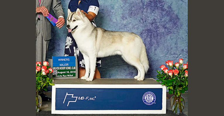 Noxus, a Siberian Husky tested with EmbarkVet.com