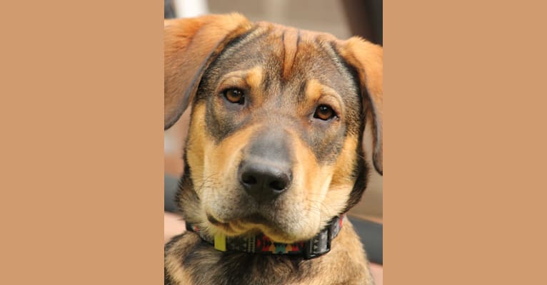 Clover, an Eastern European Village Dog and Chinese Shar-Pei mix tested with EmbarkVet.com