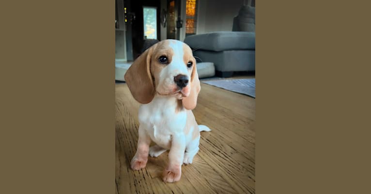 Cosette, a Beagle tested with EmbarkVet.com