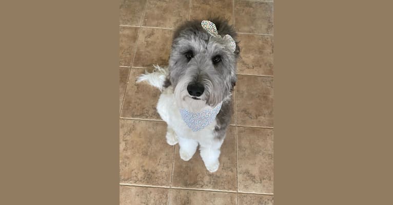Photo of autumn rayne, a Goldendoodle  in Gilbertown, AL, USA
