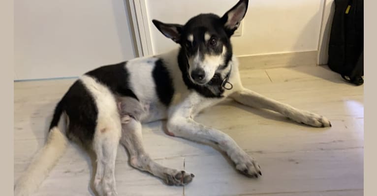 Alfie, a Central Asian Village Dog tested with EmbarkVet.com