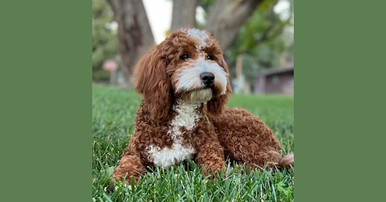 Beau, a Goldendoodle tested with EmbarkVet.com