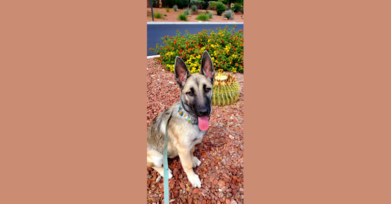 Photo of Ripley, a Belgian Malinois and Siberian Husky mix in Las Vegas, Nevada, USA