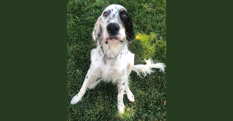 Embark Dog DNA Test Breed