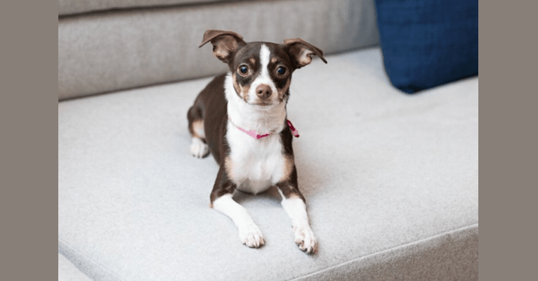 Sutton, a Chihuahua and Maltese mix tested with EmbarkVet.com