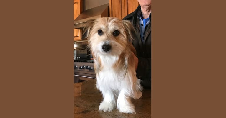 Photo of Winham’s Cowboy Cody of Cowgirl Cotons, a Coton de Tulear  in New Mexico, USA
