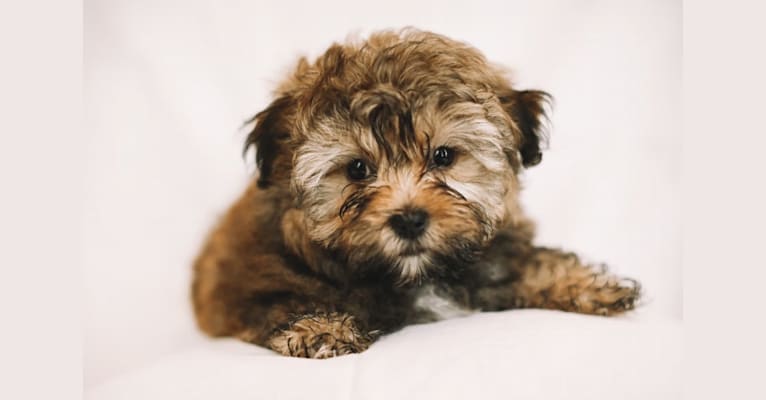 Fefe/Oliver male puppy DOB 2/26/2019, a Russian Tsvetnaya Bolonka tested with EmbarkVet.com