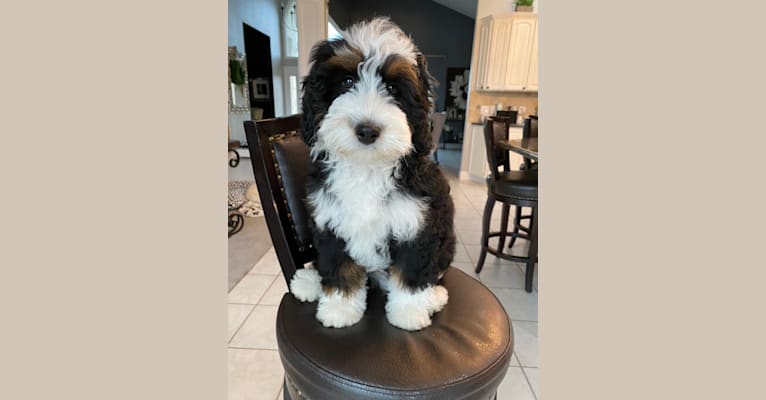 GUCCY Boy, a Bernedoodle tested with EmbarkVet.com