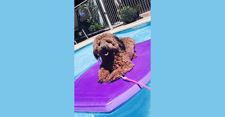 Photo of Teddy, a Poodle (Small)  in New South Wales, Australia