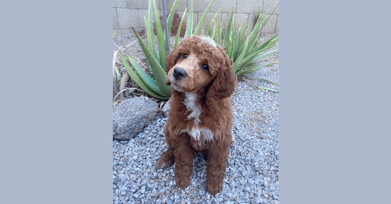 Photo of Tormund, a Poodle  in Phoenix, AZ, USA