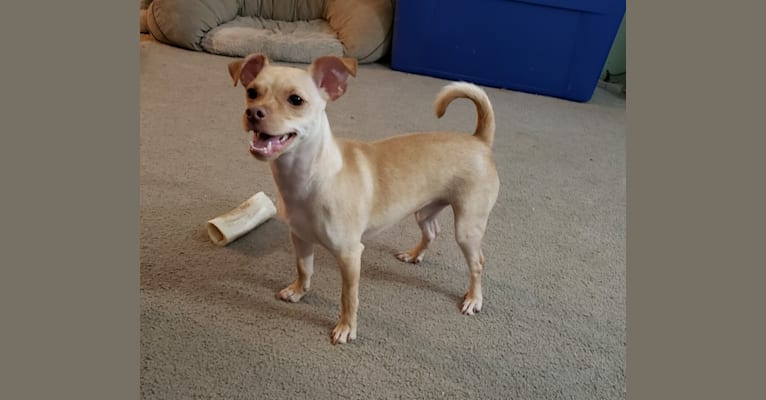 Tobi, a Chihuahua (14.2% unresolved) tested with EmbarkVet.com