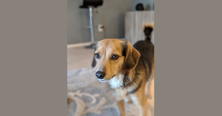 Beau, a Poodle (Small) and Beagle mix tested with EmbarkVet.com