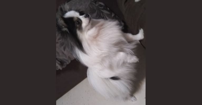 Trixie, a Pomeranian tested with EmbarkVet.com