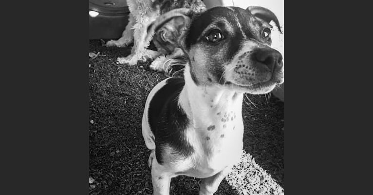 Photo of Jake, a Chihuahua, Dachshund, American Eskimo Dog, and Mixed mix