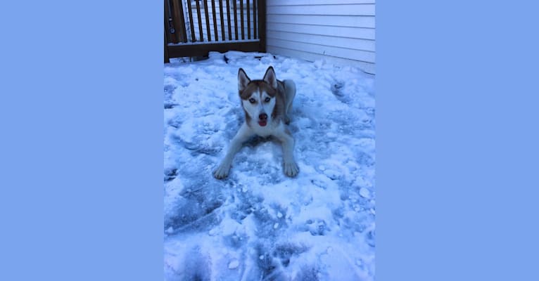 Zoey, a Siberian Husky tested with EmbarkVet.com
