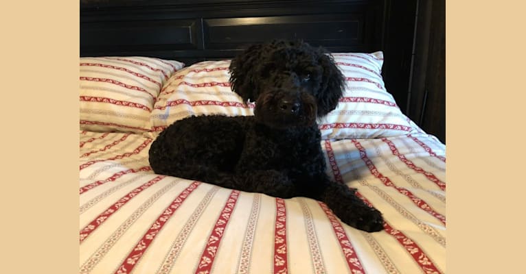 Eby, a Poodle (Small) and Poodle (Standard) mix tested with EmbarkVet.com